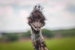 IMG_3615