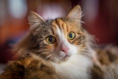 IMG_7976